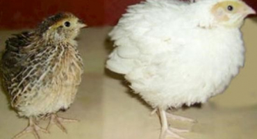 Texaská křepelka: jak chovat brojlery?